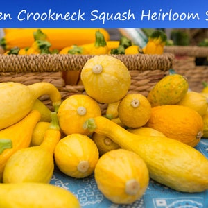 10 Heirloom Vegetable Seeds-Golden Crookneck Squash-  -Short Season Buttery favor - Save Big on More Packs -Mix and Match! Sale!