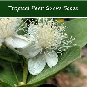 20 Heirloom Tropical Seeds -Tropical Pear Guava-- Psidium Guajava-Save Big on More Packs -Mix and Match! Sale!