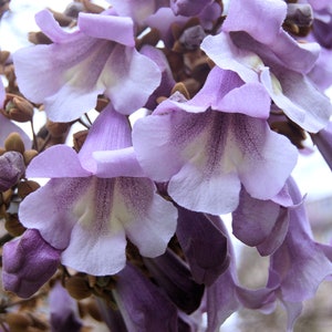 20 Heirloom Tropical Seeds! Empress Tree - - Nice Container Plant -Paulownia tomentosa-Save Big on More Packs -Mix and Match! Sale!