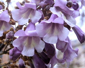 Empress Tree 40 Seeds!  - Nice Container Plant -Paulownia tomentosa