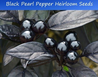 Pepper Seeds-Black Pearl - 10 Heirloom Seeds! Hot -Heirloom - An Ornamental Perfect For ContainerGrowing