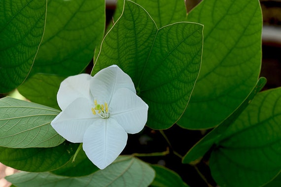 5 Seeds Dwarf White Orchid Tree Snowy Orchid White Blooms Etsy 5 Seeds Dwarf White Orchid Tree Snowy Orchid White Blooms Etsy