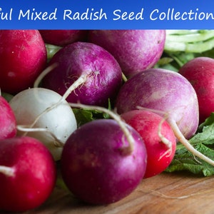 All Natural Vegetable Seeds - Mixed Radish Collection-100 Heirloom Seeds-Save Big on More Packs -Mix and Match! Sale!