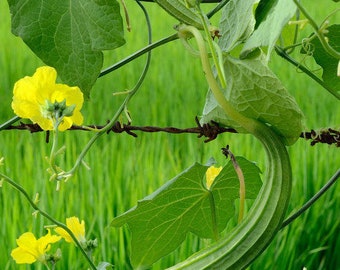 Gourd Seeds-Luffa gourd- 10 Heirloom Seeds -  Luffa Acutangula