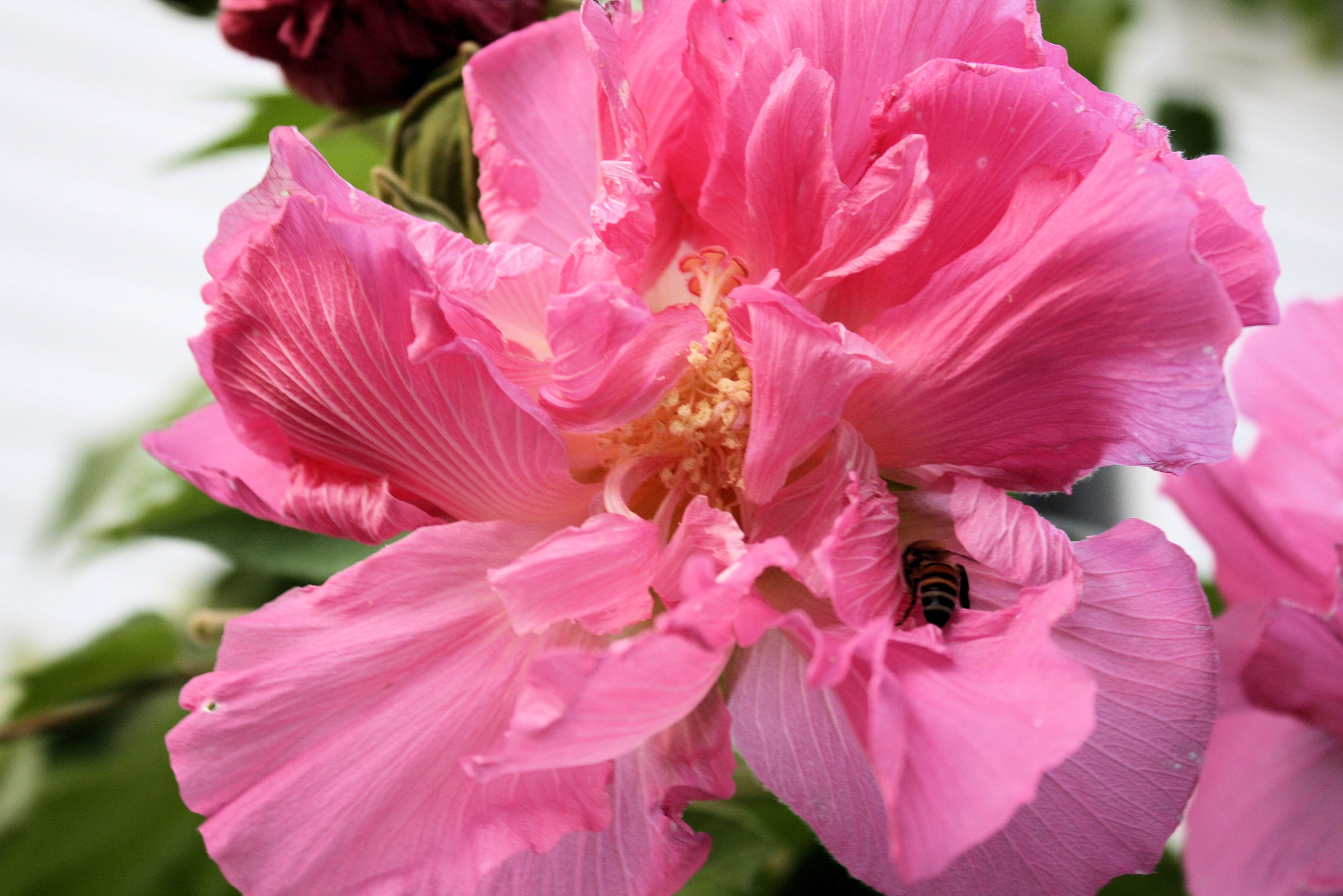 Hibiscus Mutabilis Flowers Bonsai Multiple Color Garden Plants 50 PCS Seeds 2021