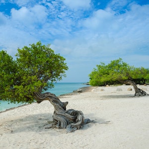May include: Two twisted trees with green leaves on a white sandy beach with turquoise water and a blue sky with white clouds.