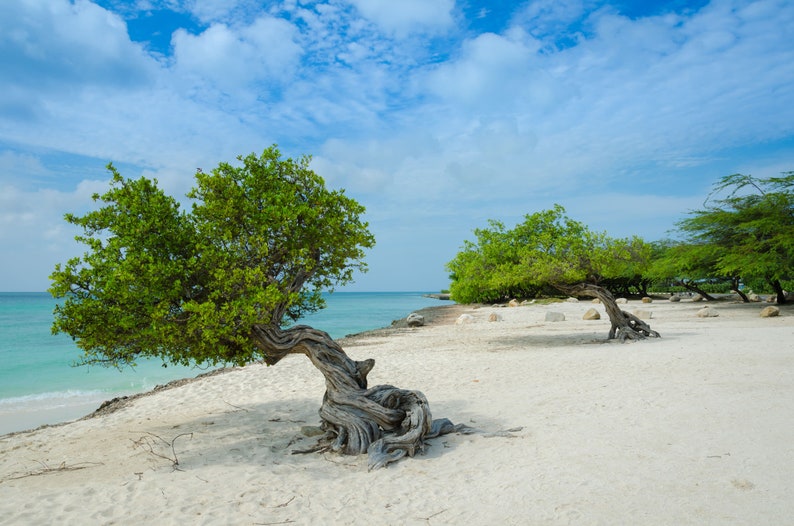 May include: Two twisted trees with green leaves on a white sandy beach with turquoise water and a blue sky with white clouds.