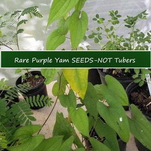 Tropical Garden SEEDS-NOT Tubers- See Photo-20 Rare Seeds From Flower-Purple Yam-Container Gardening-Dioscorea alata- See Listing Below