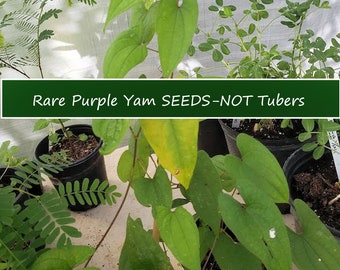 Tropical Garden SEEDS-NOT Tubers- See Photo-20 Rare Seeds From Flower-Purple Yam-Container Gardening-Dioscorea alata- See Listing Below