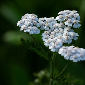 Flower SEEDS White Yarrow 500 Seeds Achillea Perfect for Flower Beds and Mass Planting Wildflower image 3