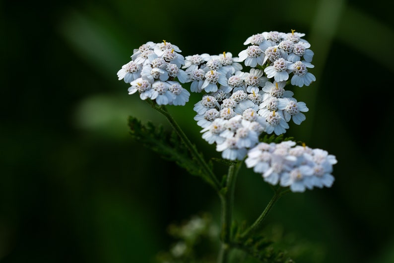 Flower SEEDS White Yarrow 500 Seeds Achillea Perfect for Flower Beds and Mass Planting Wildflower image 3