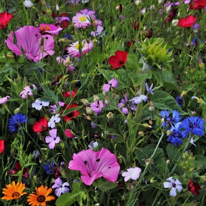 Pu&ograve; includere: Un campo di fiori selvatici di vari colori, tra cui rosa, blu, rosso e giallo. I fiori sbocciano in un lussureggiante prato verde.