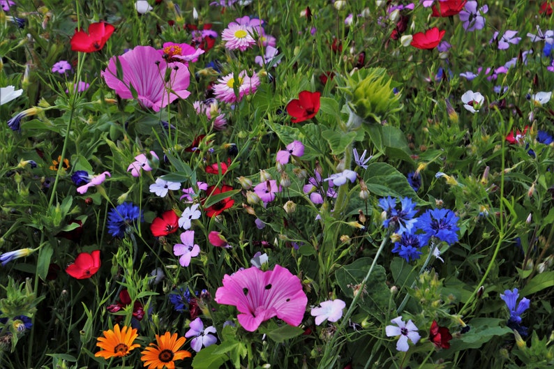 Pu&ograve; includere: Un campo di fiori selvatici di vari colori, tra cui rosa, blu, rosso e giallo. I fiori sbocciano in un lussureggiante prato verde.