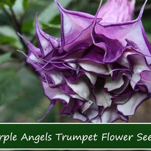 Flower  SEEDS - Purple Angels Trumpet- 10 Seeds -Tropical Ornamental -Old Time Favorite-- Datura Metel fastuosa