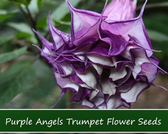 Flower  SEEDS - Purple Angels Trumpet- 10 Seeds -Tropical Ornamental -Old Time Favorite-- Datura Metel fastuosa-See Listing Below