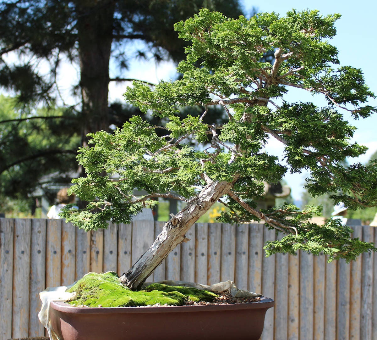 Red Cedar Bonsai - Etsy