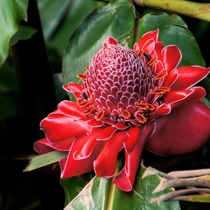 Tropical Seeds 20 Tropical Ginger Seeds Etlingera elatior Red Cut Flower Container Tropical or Standard image 2