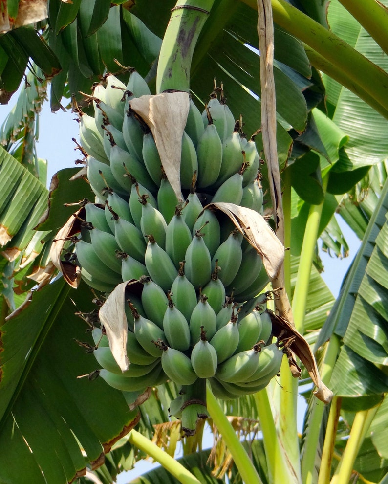 Tropical Seeds-Dwarf Cavendish Banana 10 Seeds Musa Acuminata subsp Burmannica image 3