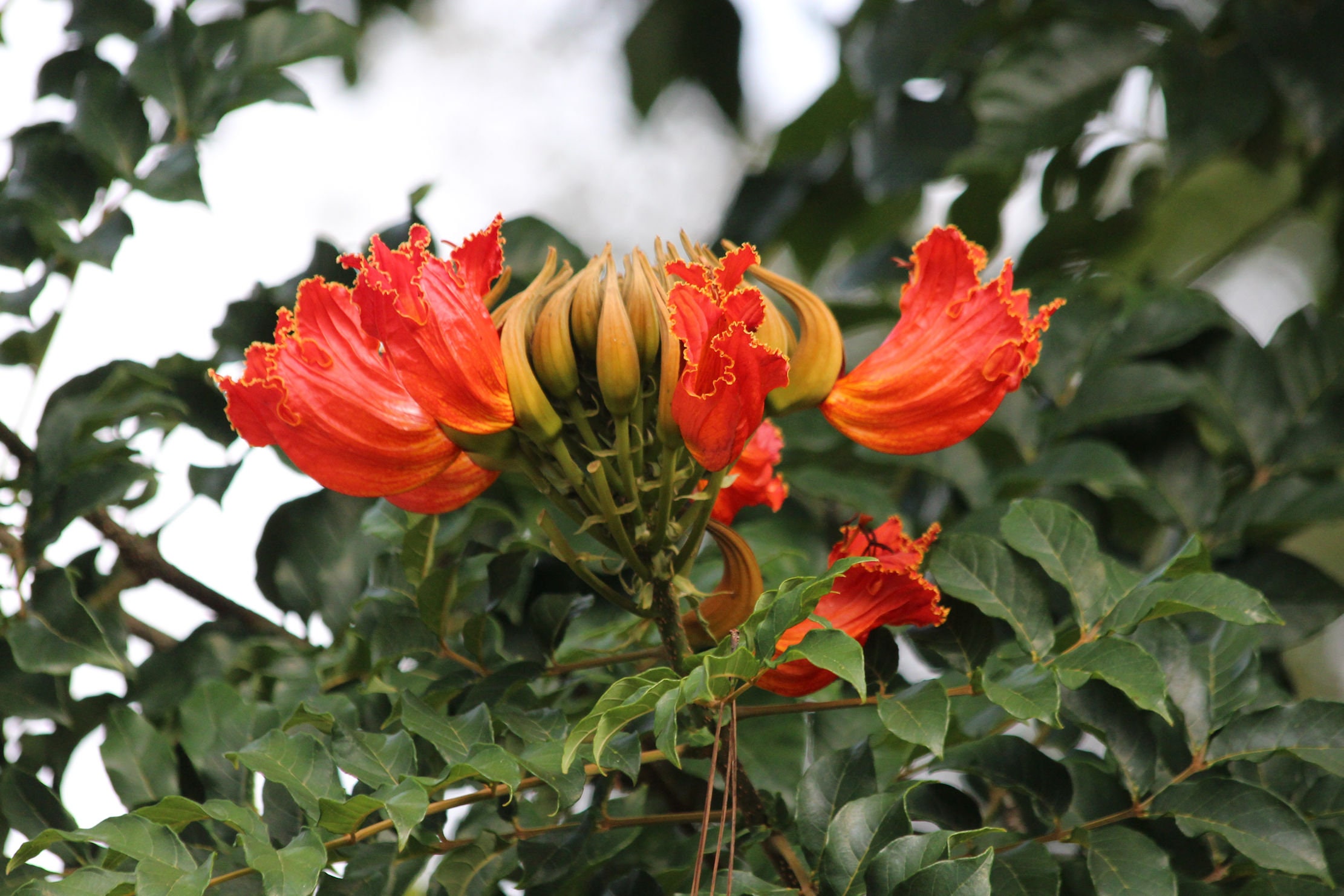 African Tulip Tree 10 Seeds Deep Red Blooms Container or Etsy