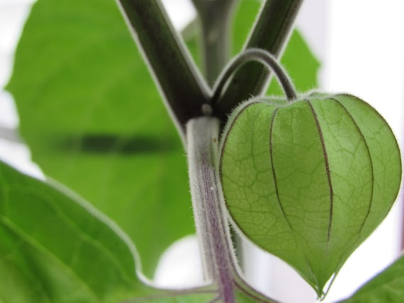 When to harvest and what you need