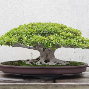 May include: A bonsai tree with green leaves and a thick, gnarled trunk, potted in a brown ceramic pot. The tree is on a wooden surface.