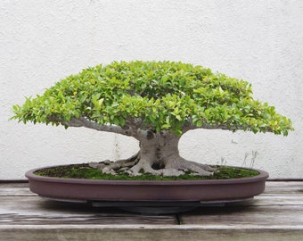 Weeping Fig Bonsai Tree Seeds for Planting | 30 Seeds | Ficus Benjamina |  Indoor & Outdoor Grow - Etsy
