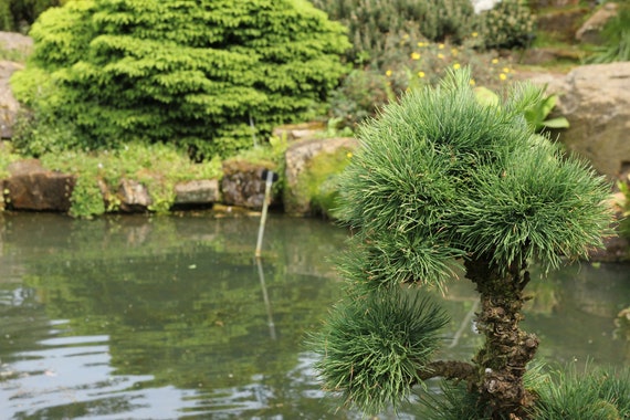 STAMMBAUM シュタンバウム Japanese larch 別注 10 Japanese Larch Seeds! -bonsai Tree- Conifer- Furrowed Bark