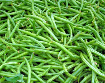 Vegetable Seeds-Tenderette Bush Bean- 50 seeds - 5-6 inch pods No Staking! High Yields- Long Crisp Tasty -Fresh -Canned or Frozen