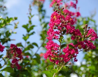 Heirloom Seeds -Crepe Myrtle Red- Fuschia Blooms-Small Tropical Tree Shrub- Zones 8+ OR Container Gardening-  Lagerstroemia