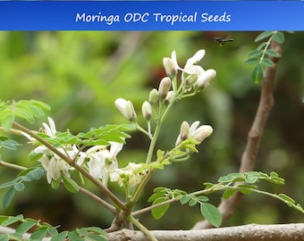 10 Heirloom Moringa ODC-3 Seeds – Moringa oleifera – Kelor-Seeds for Planting