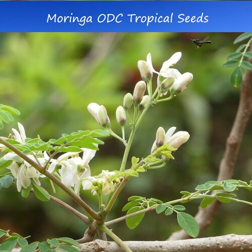 10 Moringa oleifera ODC Seeds-Heirloom Grown for Large Yields-  -Kelor