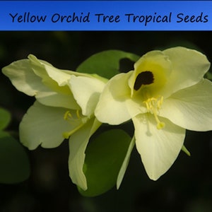 Tropical Seeds Yellow Orchid Tree 5 Heirloom Seeds Ornamental Tropical Bauhinia tomentosa image 1