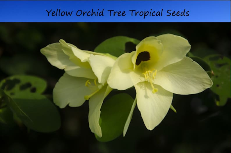Tropical Seeds Yellow Orchid Tree 5 Heirloom Seeds Ornamental Tropical Bauhinia tomentosa image 1