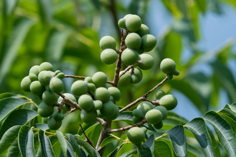 May include: A close-up of a branch of a tree with green leaves and clusters of small, round, green fruit.