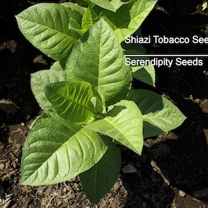 additive free tobacco brands Descent Into Madness: Natural, Organic, Additive-Free Cigarettes