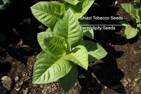 totally tobacco inc TOTALLY TOBACCO - Updated June 2026 - 13 Photos & 15 Reviews - 11234 W  Lincoln Hwy, Mokena, Illinois - Tobacco Shops - Phone Number
