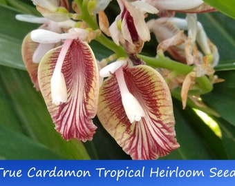 20 Tropical True cardamom Seeds- Elettaria cardamomum