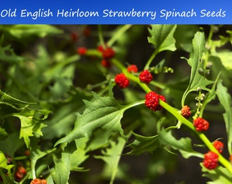 Vegetable Seeds Strawberry Spinach-50 Seeds- English Heirloom -All Natural-Chenopodium-Save Big on More Packs Mix and Match Sale!
