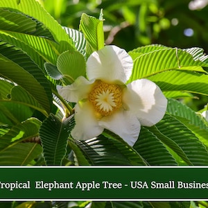 Elephant Apple Tree -Small Tropical Tree -20 Seeds -Dillenia indica-Save Big on More Packs -Mix and Match! Sale!