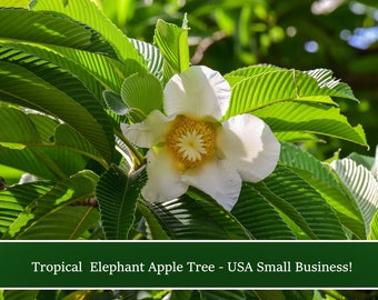 Elephant Apple Tree -Small Tropical Tree -20 Seeds -Dillenia indica