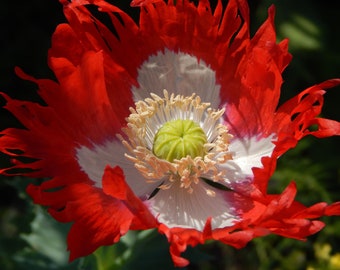 Flower SEEDS  - Danish Flag Poppy 100 Seeds- -Red and White Beauty