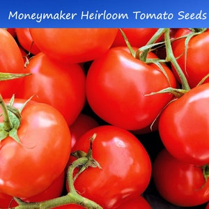 20 Heirloom Tomato Seeds-Moneymaker-20 Vegetable Seeds-Save Big on More Packs -Mix and Match! Sale!--BEST Seller