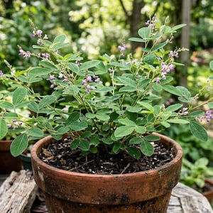 May include: A bush clover plant with small green trifoliate leaves and delicate light purple flowers growing in a round terracotta pot filled with dark soil. The plant features multiple thin, branching stems extending outward from the center.