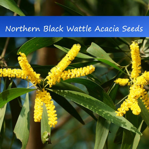 Tropical Seeds-Papuan Tree -Northern Black Wattle Seeds -10 Seeds -Drought Tolerant -  -Acacia Auriculiformis