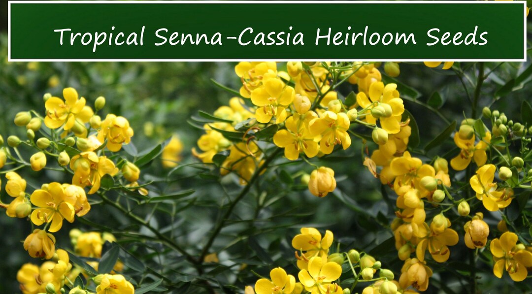 Tropical Plant Seeds Cassia Tree tropical Senna 10 Seeds Cassia