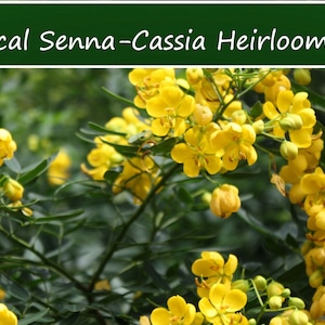 Tropical Plant Seeds - Cassia Tree -Tropical Senna -10 Seeds- Cassia Spectabilis-Save Big on More Packs -Mix and Match! Sale!