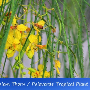 Heirloom Tropical Seeds -Jerusalem Thorn- 10 Seeds- Paloverde Tree-Parkinsonia aculeata-Save Big on More Packs -Mix and Match! Sale!