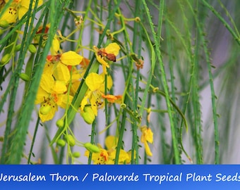 Tropical Seeds -Jerusalem Thorn- 20 Heirloom Seeds- Paloverde Tree-Parkinsonia Aculeata