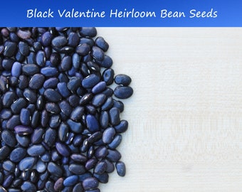 Bean Seeds- Black Valentine Bush Bean- 500 Vegetable Seeds - High Yields Tasty Fresh/ Frozen Slender Pods or use dry!