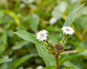 Heirloom Seeds - Eclipta prostrata - 25 Garden Herb Seeds!  False Daisy - Flower Gardening - Yerba De Tajo Seed Pack